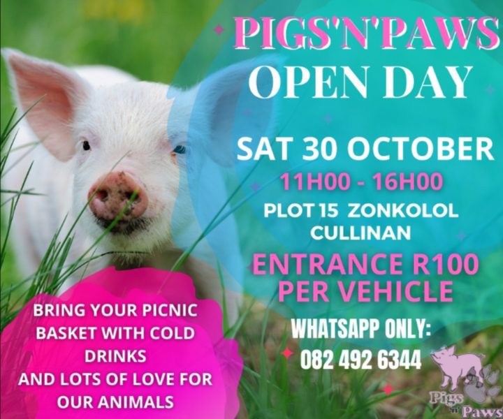 Home Pigs 'n' Paws