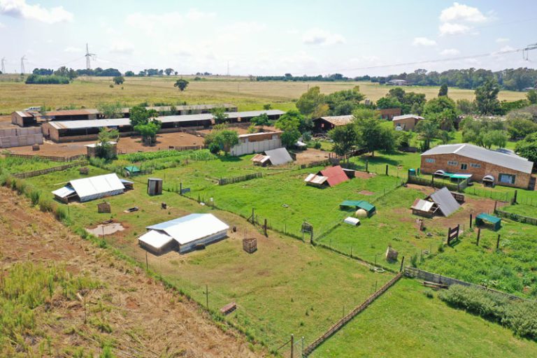 About Us Pigs 'n' Paws